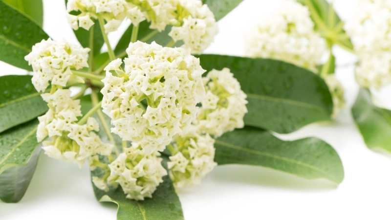 Hoa sưa Hà Nội nở trắng trời