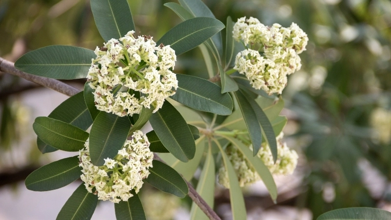 Mùa hoa sưa tháng mấy đẹp nhất