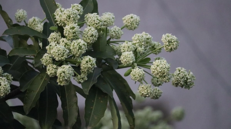 Tìm hiểu ý nghĩa hoa sưa