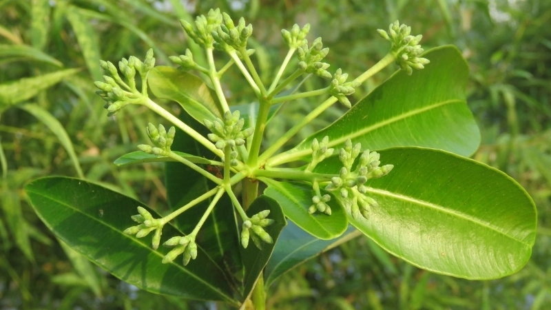 Bộ sưu tập hình ảnh hoa sưa trắng