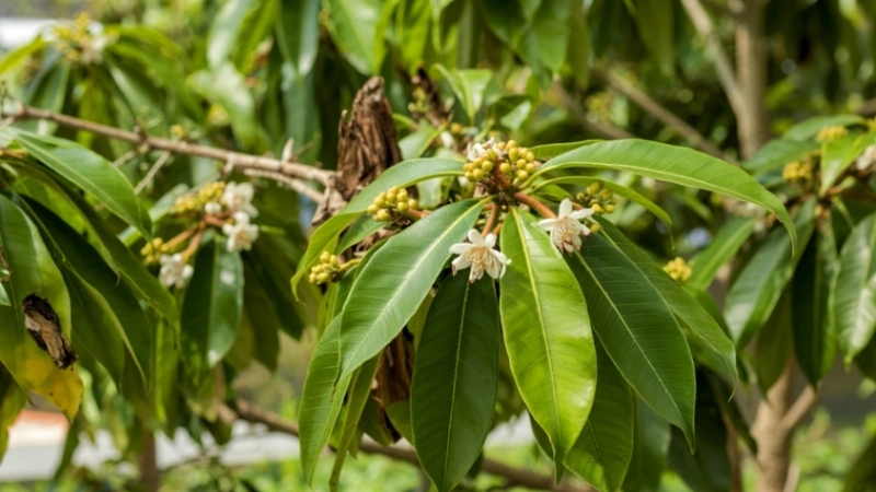 Lời giải đáp hoa sưa có thơm không
