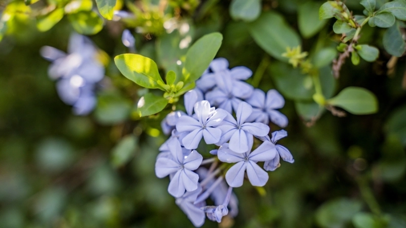 Kỹ thuật giâm cành hoa thanh xà thành công