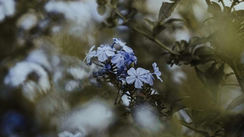 Giải đáp: Hoa thanh xà có độc không