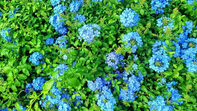 Tìm hiểu công dụng cây thanh xà trong y học