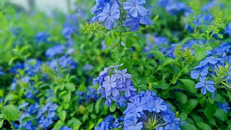 Phân biệt hoa thanh xà và cây bạch xà