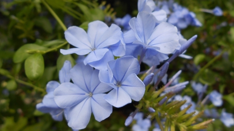 Vẻ đẹp tinh khôi của hoa thanh xà xanh