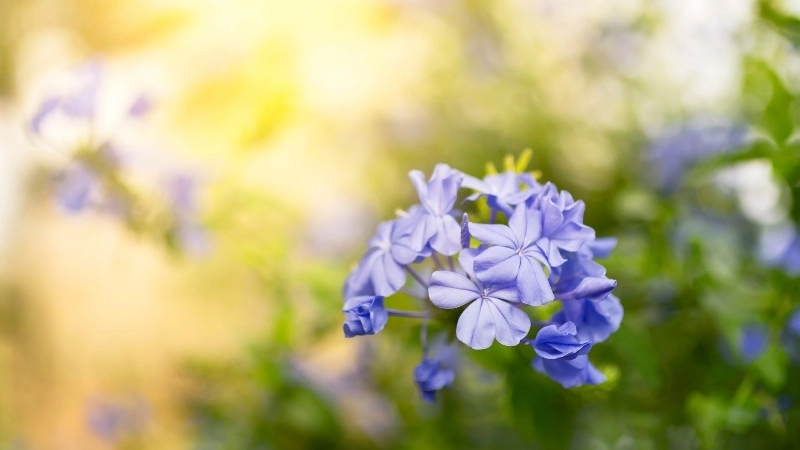 Cận cảnh vẻ đẹp của hoa thanh xà