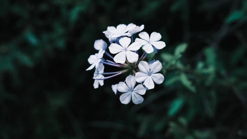 Giàn hoa thanh xà leo rực rỡChậu cây hoa thanh xà để bàn