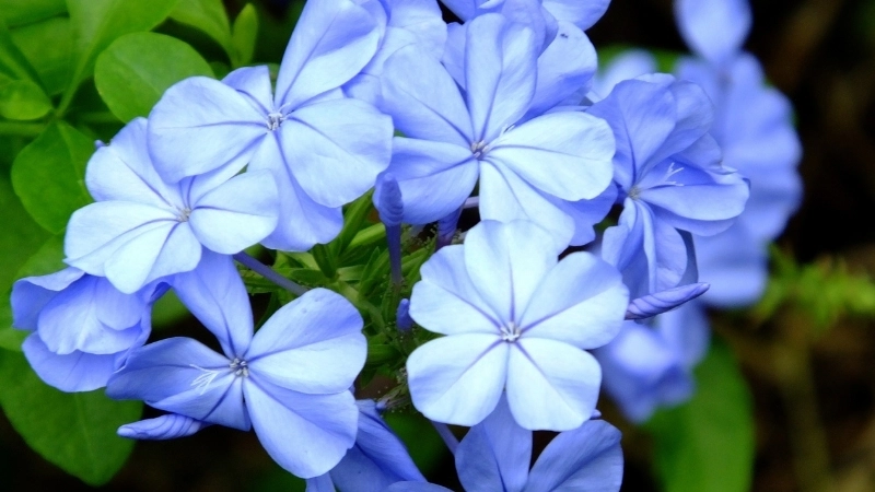 Giàn hoa thanh xà leo rực rỡ