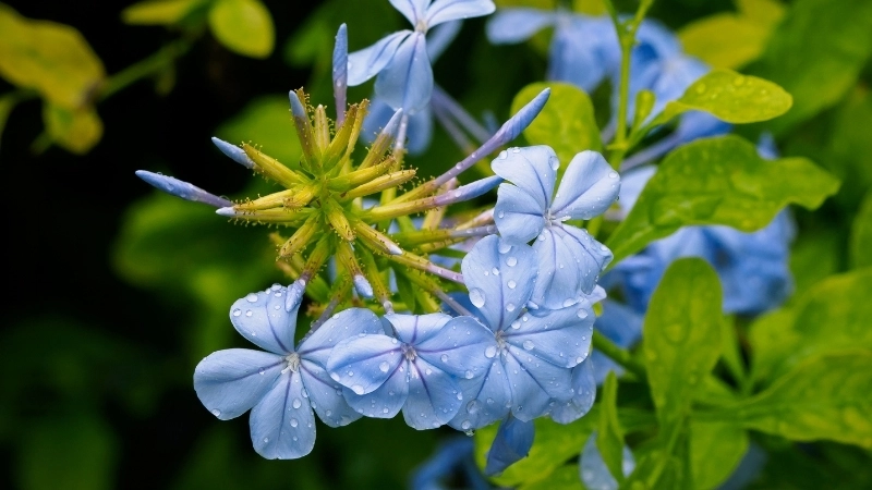 Biểu tượng cho ý nghĩa hoa thanh xà