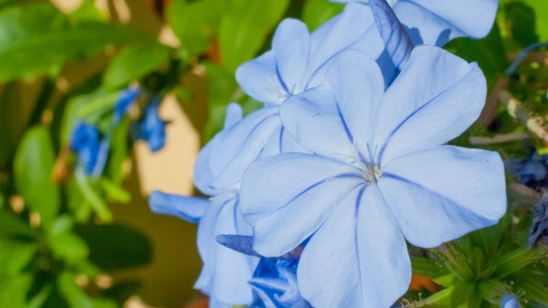 Hướng dẫn chi tiết cách trồng hoa thanh xà