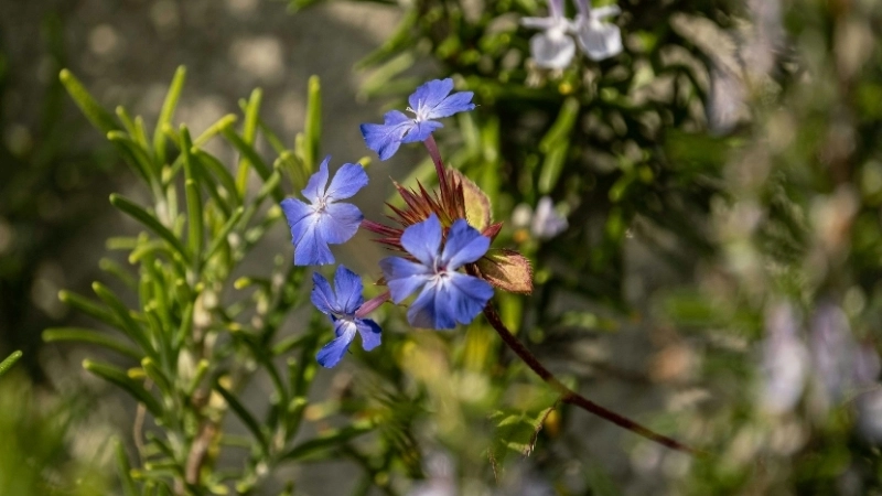 Sắc xanh biếc của hoa thanh xà xanh