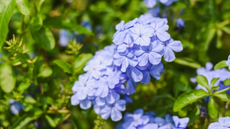 Bộ sưu tập hình ảnh hoa thanh xà đẹp nhất