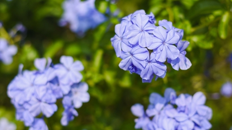 Địa chỉ mua cây hoa thanh xà uy tín