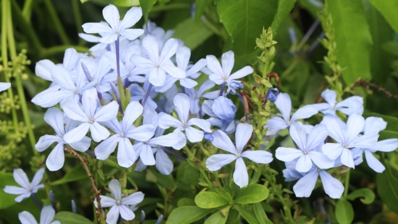 Xem hoa thanh xà hợp mệnh gì