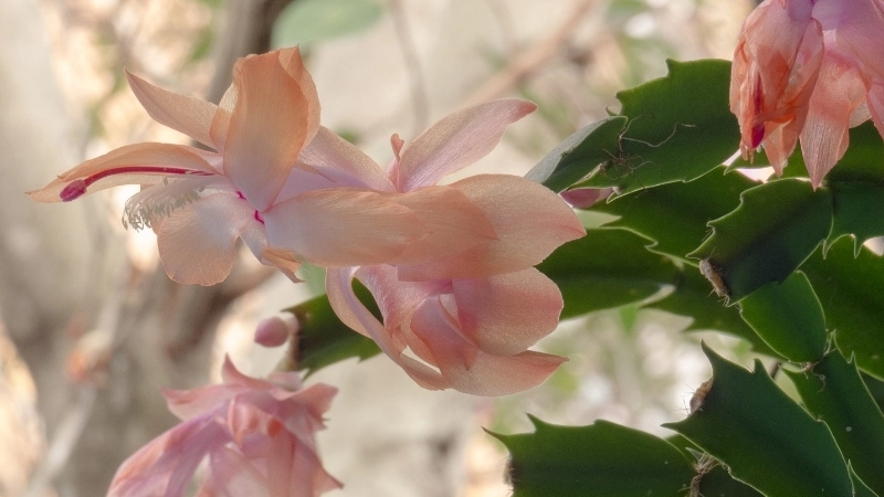 Một lý do để bạn mua cây hoa tiểu quỳnh ngay hôm nay