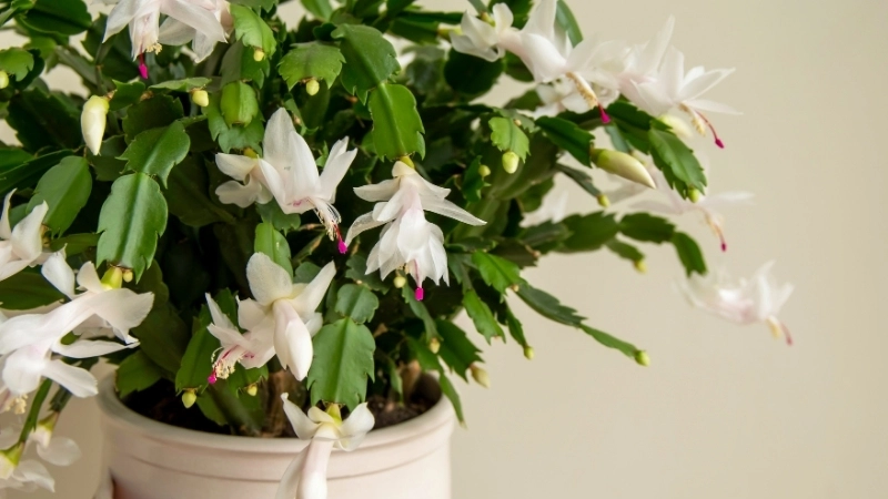 Cành non khỏe mạnh, sẵn sàng cho cách giâm cành hoa tiểu quỳnh