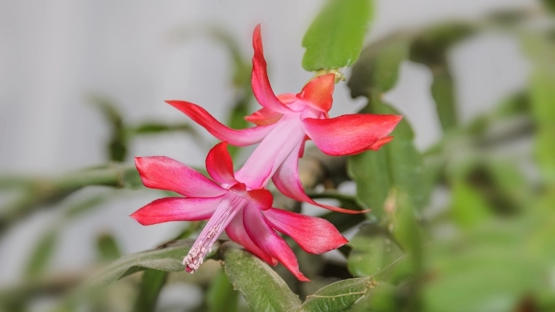 Sức sống căng tràn nhờ đủ phân bón cho hoa tiểu quỳnh