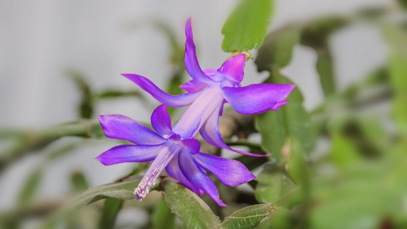 Phân biệt hoa tiểu quỳnh và hoa quỳnh qua hình dáng