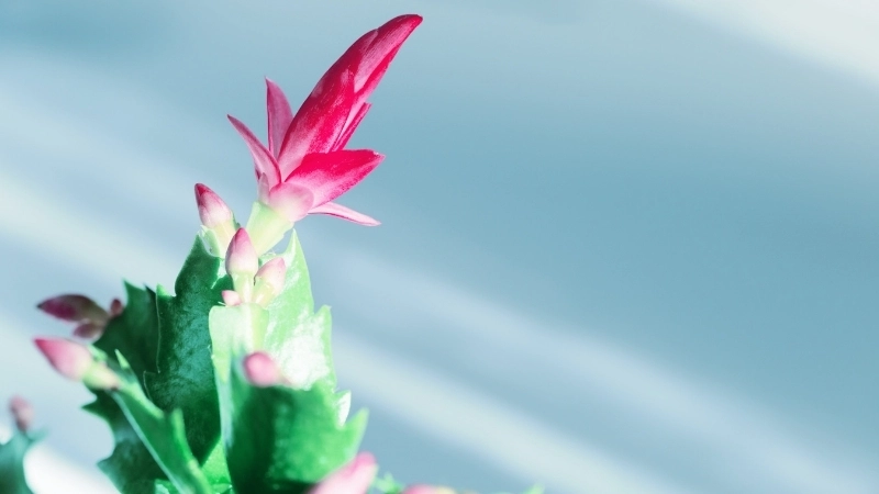 Một trong các màu hoa tiểu quỳnh được yêu thích nhất