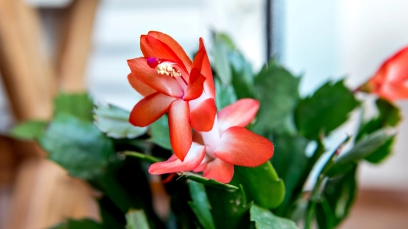 Cận cảnh hình ảnh hoa tiểu quỳnh nở rộ