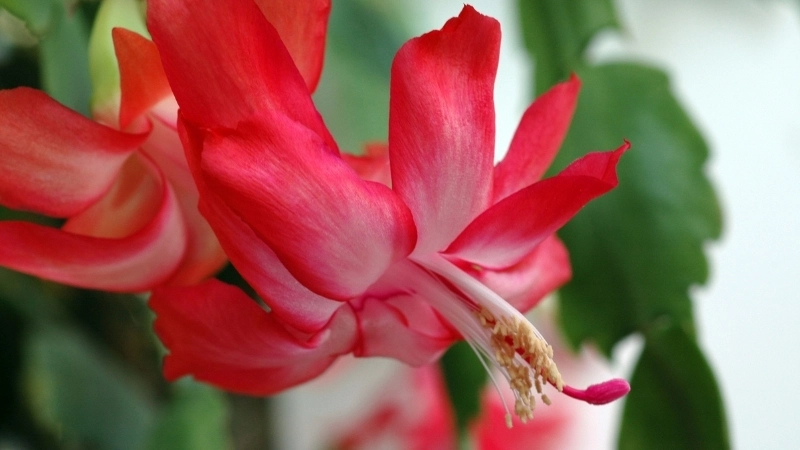 Chậu hoa tiểu quỳnh sum suê trước khi ra hoa