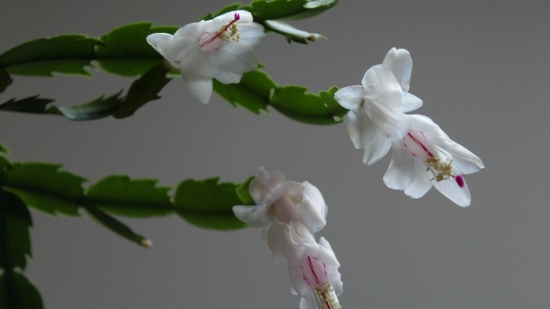 Nụ hoa tiểu quỳnh chúm chím sắp nở