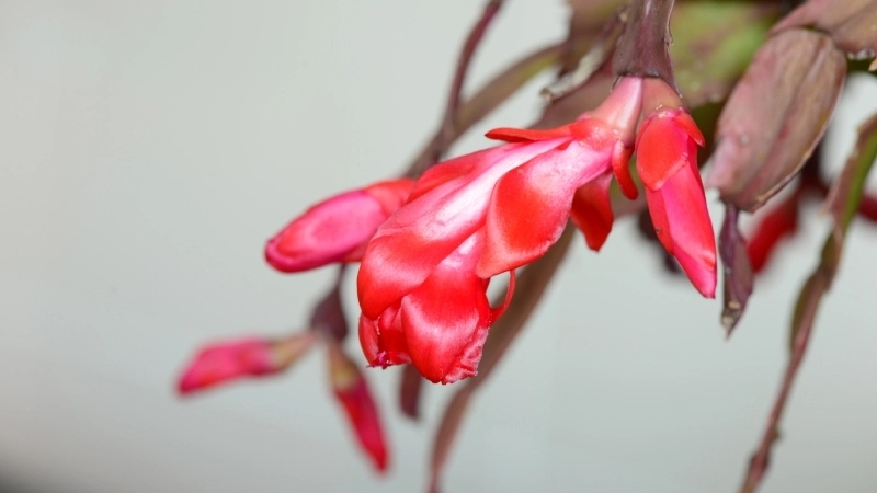 Vẻ đẹp hùng vĩ của tranh phong cảnh quê hương đất nước