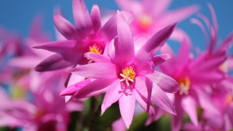 Thành quả từ cách trồng hoa tiểu quỳnh đúng kỹ thuật