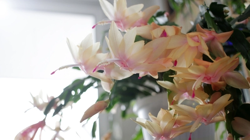 Cận cảnh một hình ảnh hoa tiểu quỳnh đẹp nhất