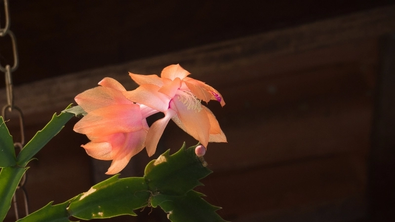 Kết quả của cách chăm sóc hoa tiểu quỳnh ra hoa hiệu quả