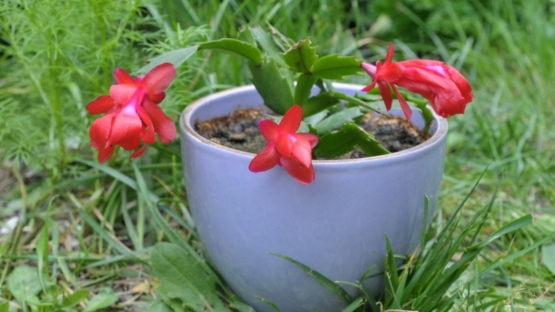 Hoa tiểu quỳnh màu hồng phấn dịu dàng khoe sắc