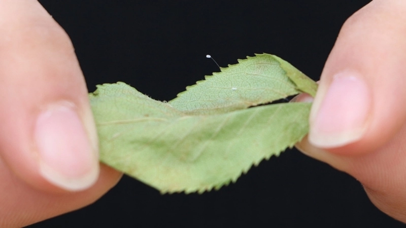 Hình ảnh hoa ưu đàm được cho là mọc trên kim loại.