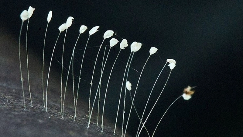 Tranh cãi về việc hoa ưu đàm 3000 năm nở 1 lần có thật không