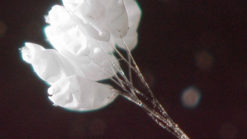 Tổng hợp hình ảnh hoa ưu đàm được lan truyền