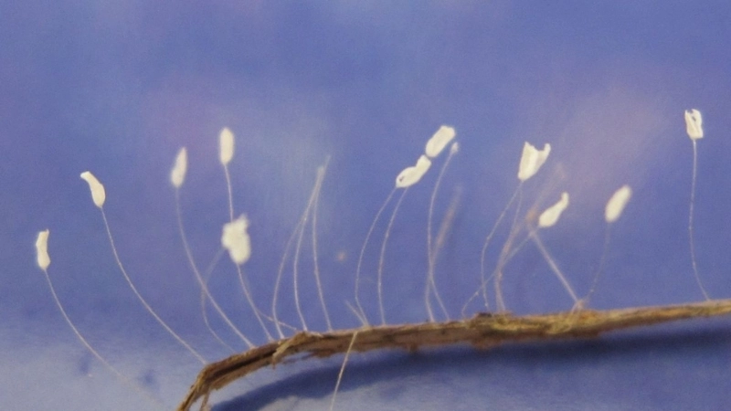 Ý nghĩa hoa ưu đàm trong phật giáo là điềm lành