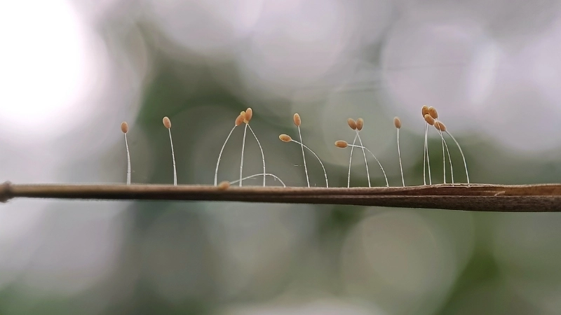 Vẻ đẹp của hoa quỳnh ưu đàm khi nở về đêm