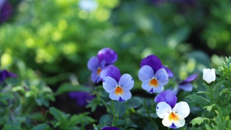 Cách gieo hạt giống hoa Violet đúng kỹ thuật