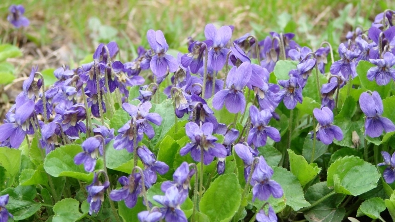 Sắc hoa Violet tím lãng mạn và thủy chung