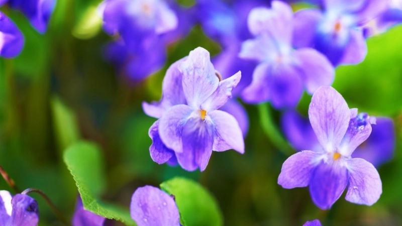 Những công dụng hoa Violet trong y học cổ truyền