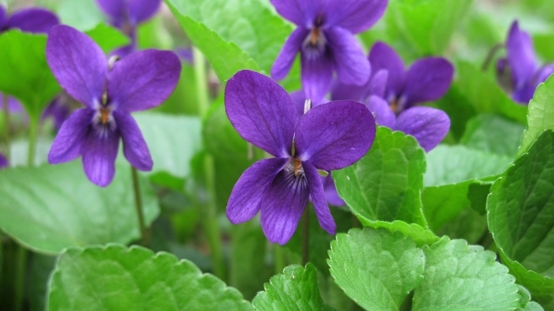 Nốt hương tinh tế của nước hoa mùi Violet
