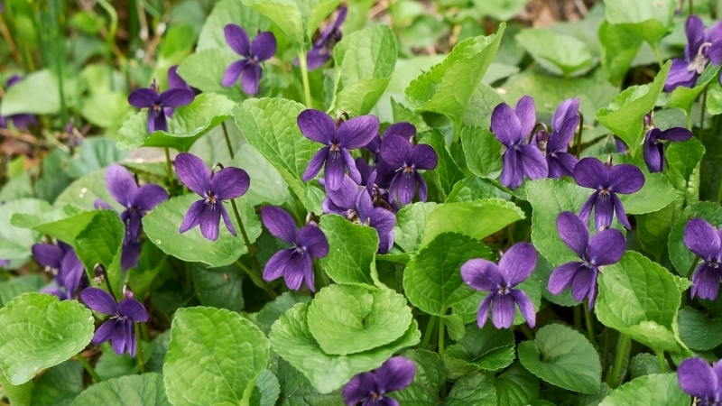 Thưởng thức một tách trà hoa Violet thư giãn