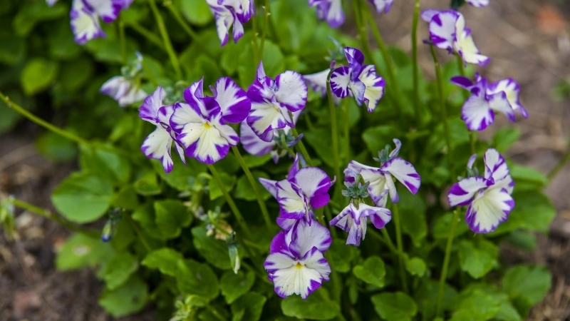 Vẻ đẹp khiêm tốn và ý nghĩa hoa Violet sâu sắc