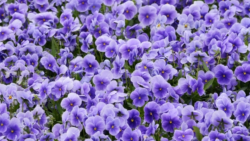 Chậu hoa Violet Châu Phi trang trí bàn làm việc