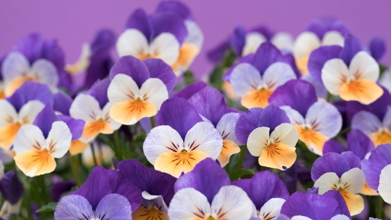 Tìm hiểu ý nghĩa hoa Violet trong tình yêu