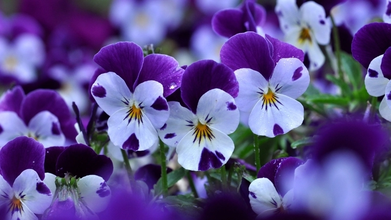 Bộ sưu tập hình ảnh hoa Violet đẹp nhất