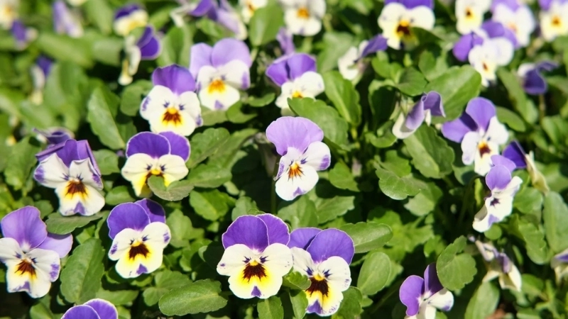 Hướng dẫn cách trồng hoa Violet từ lá