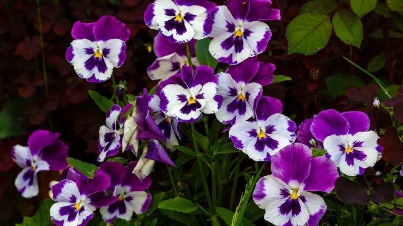 Vẻ đẹp rực rỡ của hoa Violet Châu Phi