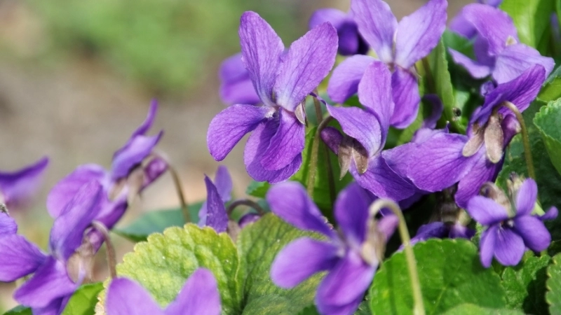 Bí quyết về cách chăm sóc hoa Violet ra hoa quanh năm