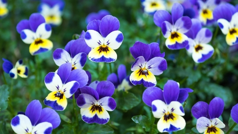 Địa chỉ uy tín để mua cây hoa Violet khỏe mạnh